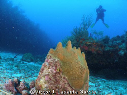 my friend fernando roura in the new dive site at parguera... by Victor J. Lasanta Garcia 